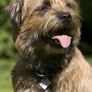 Border terrier Vaks .