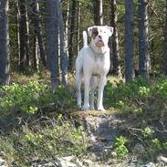 Blanding af racer Tyson.   R.I.P