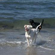 Blanding af racer Tyson.   R.I.P