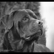 Rottweiler Mr.ChesterField  (09)