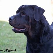 Rottweiler Mr.ChesterField (09)