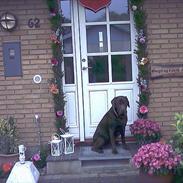 Labrador retriever Carlos