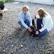 Labrador retriever Carlos