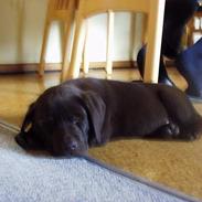 Labrador retriever Carlos