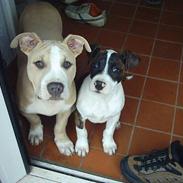 Amerikansk staffordshire terrier obelix