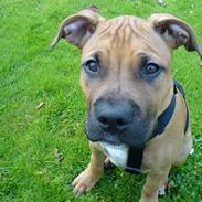 Amerikansk staffordshire terrier Kejser Bastian