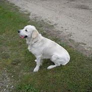 Golden retriever Max.