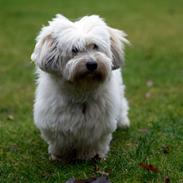 Coton de tulear Luna (R.I.P)