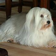 Coton de tulear Luna (R.I.P)