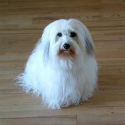 Coton de tulear Luna (R.I.P)