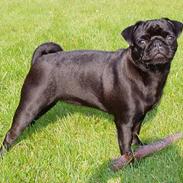 Mops Trolle
