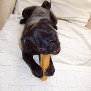 Mops Trolle