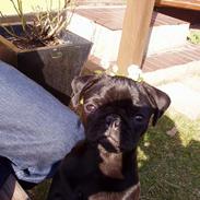 Mops Trolle