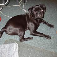 Mops Trolle