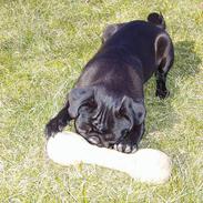 Mops Trolle