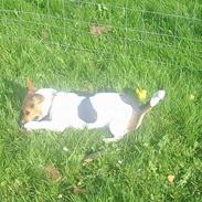 Jack russell terrier Jackie