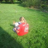 Jack russell terrier Jackie