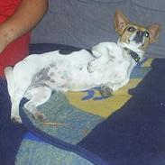 Jack russell terrier Jackie