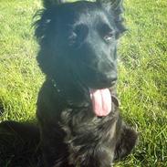 Blanding af racer Luckey<3