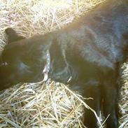 Blanding af racer Luckey<3