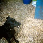 Blanding af racer Luckey<3