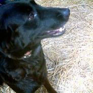 Blanding af racer Luckey<3