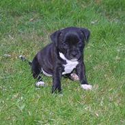 Staffordshire bull terrier Roxystaff Fancy Fie