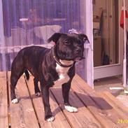 Staffordshire bull terrier Roxystaff Fancy Fie