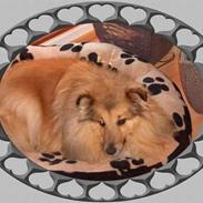 Shetland sheepdog Dodo