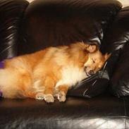 Shetland sheepdog Dodo