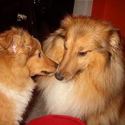 Shetland sheepdog Dodo