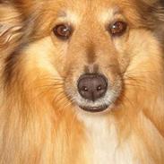 Shetland sheepdog Dodo