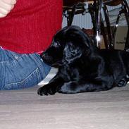 Flat coated retriever Sally