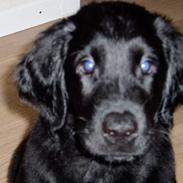 Flat coated retriever Sally