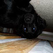 Flat coated retriever Sally