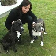 Amerikansk staffordshire terrier Victory Shiva# Prinsessen