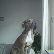 Amerikansk staffordshire terrier #Tira#R.I.P