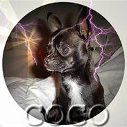 Chihuahua Little Look