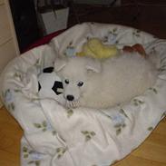 Samojedhund Sentho