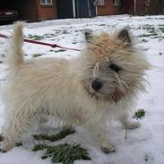 Cairn terrier Chanelle