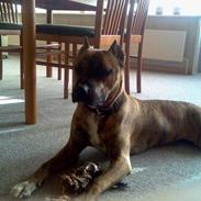 Amerikansk staffordshire terrier Atos