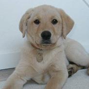 Labrador retriever Tessa (Gobbo)