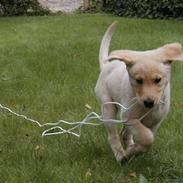 Labrador retriever Tessa (Gobbo)