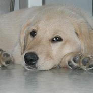 Labrador retriever Tessa (Gobbo)