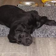 Flat coated retriever Sally