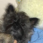 Cairn terrier Frida