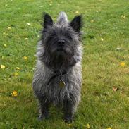 Cairn terrier Frida