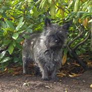 Cairn terrier Frida