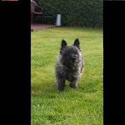 Cairn terrier Frida
