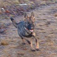 Schæferhund Bøgilds Bondie *død*